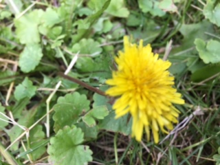 dandelion